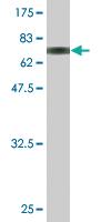 Anti-PPM1A Mouse Monoclonal Antibody [clone: 4E11]