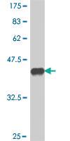 Anti-ABR Mouse Polyclonal Antibody