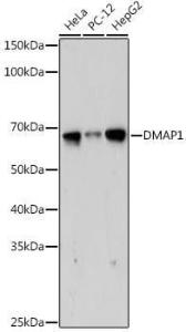 Western blot analysis of extracts of various cell lines, using Anti-DMAP1 Antibody [ARC2462] (A308546) at 1:1,000 dilution. The secondary antibody was Goat Anti-Rabbit IgG H&L Antibody (HRP) at 1:10,000 dilution.