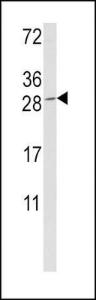 Anti-Granzyme M Rabbit Polyclonal Antibody