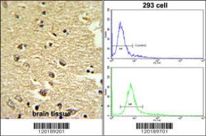 Anti-NGLY1 Rabbit Polyclonal Antibody