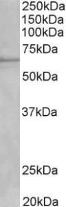 Anti-Cyp1a2 Antibody (A82506) (1 µg/ml) staining of fetal Mouse Liver lysate (35 µg protein in RIPA buffer). Primary incubation was 1 hour. Detected by chemilu minescence