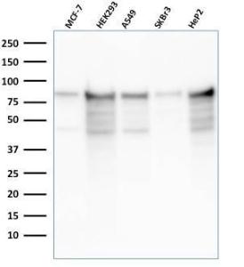 Western blot analysis of MCF-7, HEK-293, A549, SK-BR-3, and HeP2 cell lysates using Anti-MCM7 Antibody [rMCM7/1468]