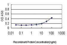 Anti-RPL19 Mouse Monoclonal Antibody [clone: 3H4]