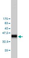 Anti-RASA1 Mouse Monoclonal Antibody [clone: 2C12]