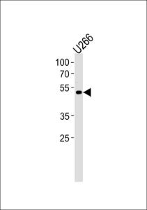 Anti-ETV6 Rabbit Polyclonal Antibody (APC (Allophycocyanin))