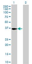 Anti-HHEX Mouse Polyclonal Antibody