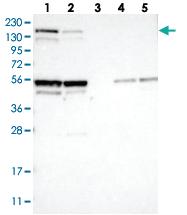 Anti-OFD1 Rabbit Polyclonal Antibody