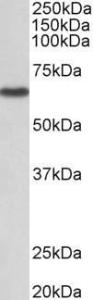 Anti-STK3 Antibody (A82507) (1µg/ml) staining of NIH3T3 lysate (35µg protein in RIPA buffer). Primary incubation was 1 hour. Detected by chemiluminescence.