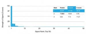 Analysis of protein array containing more than 19000 full-length human proteins using Anti-MCM7 Antibody [rMCM7/1468]