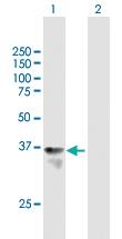 Anti-HHEX Mouse Polyclonal Antibody