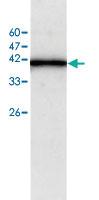 Anti-STRAP Rabbit Polyclonal Antibody