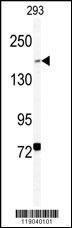 Anti-BCOR Rabbit polyclonal antibody unconjugated