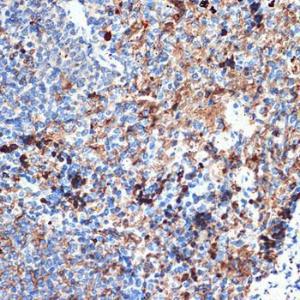 Immunohistochemistry analysis of paraffin-embedded rat spleen using Anti-CRMP5 Antibody [ARC2020] (A308547) at a dilution of 1:100 (40x lens). Perform microwave antigen retrieval with 10 mM Tris/EDTA buffer pH 9.0 before commencing with IHC staining protocol