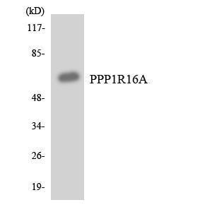 Anti-PPP1R16A antibody