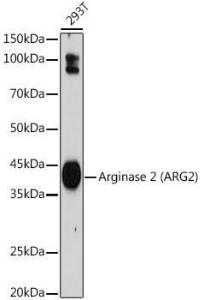 Western blot analysis of extracts of 293T cells, using Anti-Arg2 Antibody [ARC2391] (A305851) at 1:1,000 dilution