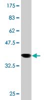 Anti-STX4 Mouse Monoclonal Antibody [clone: 6A1]