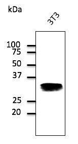 Antibody anti-RAB32 800 µg