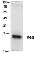 Anti-RGS1 Rabbit Polyclonal Antibody