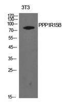 Western blot analysis of extracts from NIH 3T3 cells using Anti-PPP1R15B Antibody