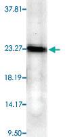 Anti-PTGES3 Mouse Monoclonal Antibody [clone: JJ6]