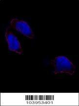 Anti-POU5F1 Rabbit Polyclonal Antibody (Biotin)