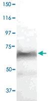 Anti-SELE Rabbit Polyclonal Antibody