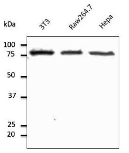 HeLa cell lysate detected with Anti-Calnexin Antibody at a 1:2,500 dilution. Lysate at 50µg and rabbit anti-goat IgG antibody (HRP) at a 1:10,000 dilution.