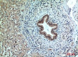 Immunohistochemical analysis of paraffin-embedded human liver using Anti-PPP1R15B Antibody