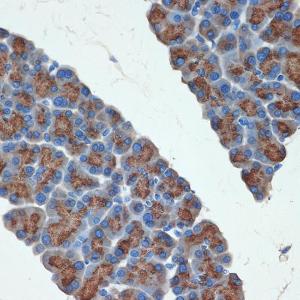 Immunohistochemistry analysis of paraffin-embedded rat pancreas using Anti-PRSS2 Antibody [ARC2453] (A307566) at a dilution of 1:100 (40x lens). Perform microwave antigen retrieval with 10 mM Tris/EDTA buffer pH 9.0 before commencing with IHC staining protocol