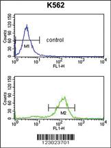 Anti-SDS Rabbit Polyclonal Antibody