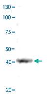 Anti-SOX1 Rabbit Polyclonal Antibody