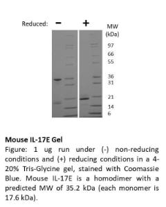 Mouse recombinant IL-17E/IL-25 (from <i>E. coli</i>)