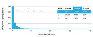 Analysis of protein array containing more than 19,000 full-length human proteins using Anti-RRM1 Antibody [RRM1/4372R] Z-Score and S- Score