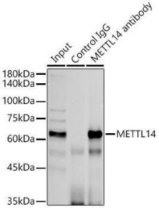 Immunoprecipitation analysis of 300µg extracts of A-549 cells using 3µg of Anti-METTL14 Antibody (A10449). This Western blot was performed on the immunoprecipitate using Anti-METTL14 Antibody (A10449) at a dilution of 1:500.