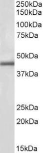 Anti-IP6K3 Antibody (A82514) (1 µg/ml) staining of Human Kidney lysate (35 µg protein in RIPA buffer). Primary incubation was 1 hour. Detected by chemiluminescence