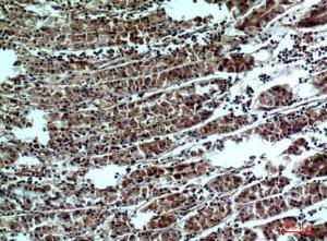 Immunohistochemical analysis of paraffin-embedded human stomach using Anti-PPP1R15B Antibody