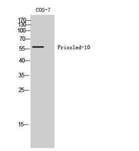 Western blot analysis of COS 7 cells using Anti-FZD10 Antibody