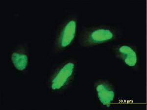 Anti-HHEX Mouse Monoclonal Antibody [clone: 1A2]