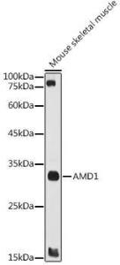 Western blot analysis of extracts of Mouse skeletal muscle, using Anti-AMD1 Antibody (A10450) at 1:1000 dilution