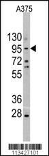 Anti-SOX1 Rabbit Polyclonal Antibody