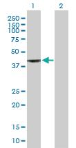 Anti-WDR34 Mouse Polyclonal Antibody