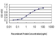 Anti-HHEX Mouse Monoclonal Antibody [clone: 1A2]