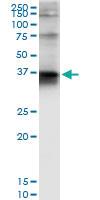 Anti-STX4 Polyclonal Antibody Pair