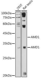 Western blot analysis of extracts of various cell lines, using Anti-AMD1 Antibody (A10450) at 1:1000 dilution