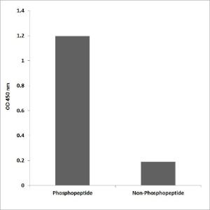 ELISA for immunogen phosphopeptide (left) and non-phosphopeptide (right) using Anti-MUNC-18a (phospho Ser313) Antibody