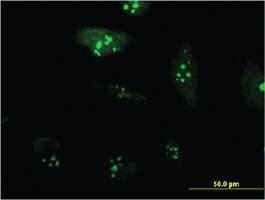 Anti-RPL23A Mouse Monoclonal Antibody [clone: 3E11]