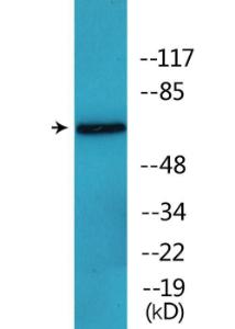 Western blot analysis of lysates from COS7 cells treated with PMA 125 ng/ml 30' using Anti-MUNC-18a (phospho Ser313) Antibody