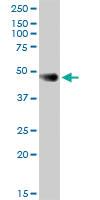 Anti-F3 Mouse Polyclonal Antibody