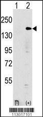 Anti-EHMT1 Rabbit Polyclonal Antibody (HRP (Horseradish Peroxidase))